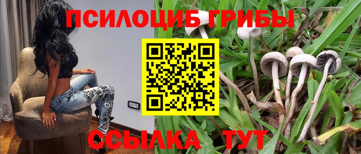 Моршанск  Галлюциногенные грибы Psilocybine cubensis  Вход с VPN 